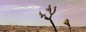 Cactus in desert with lilac sky